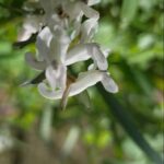 Hohler Lerchensporn