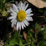 Gänseblümchen