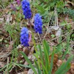 Kleine Traubenhyazinthe