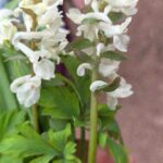 Hohler Lerchensporn
