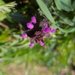 Purpurrote Taubnessel