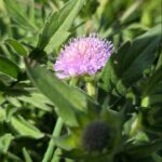 Wiesen-Witwenblume