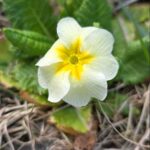 Stängellose Schlüsselblume