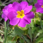 Stängellose Schlüsselblume