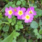 Stängellose Schlüsselblume