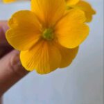 Stängellose Schlüsselblume