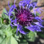 Berg-Flockenblume