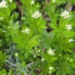 Waldmeister