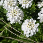 Immergrüne Schleifenblume