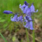Englisches Hasenglöckchen (Artengruppe)