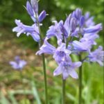 Englisches Hasenglöckchen (Artengruppe)